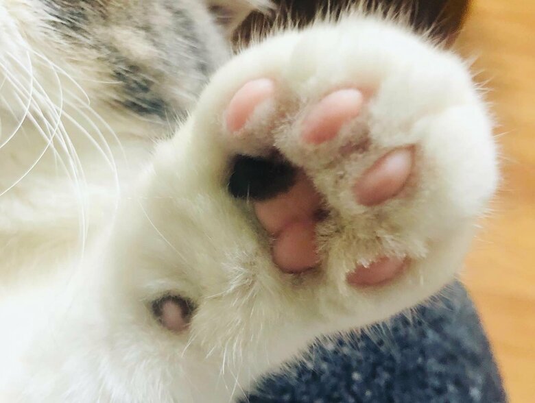 ぺちゃ丸くんの肉球はこんな感じ