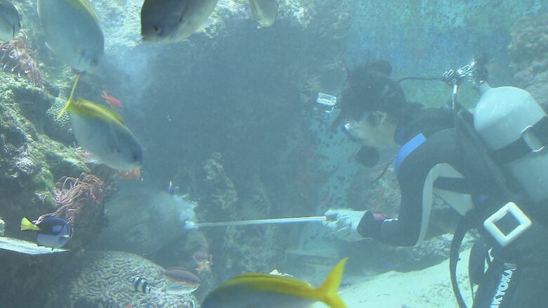 麻酔銃をウツボに近づける飯島さん