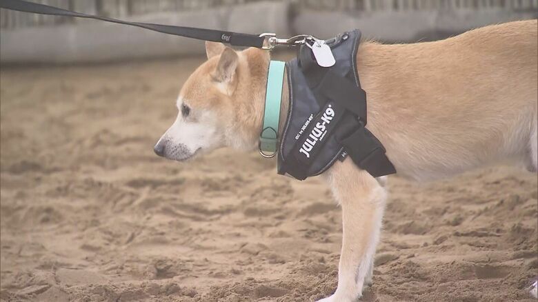 彬子さまの愛犬「左馬助」