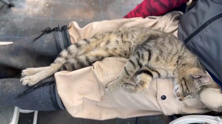 脚の上で眠るコナツちゃん