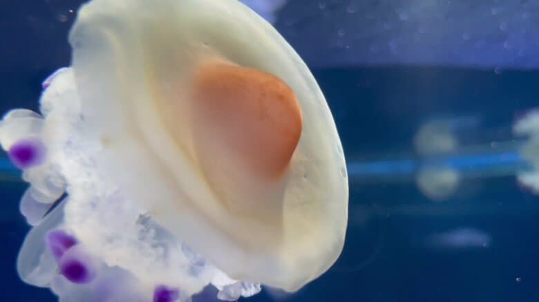 （提供：新江ノ島水族館）