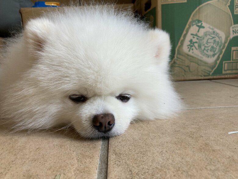どことなくしょんぼり？
