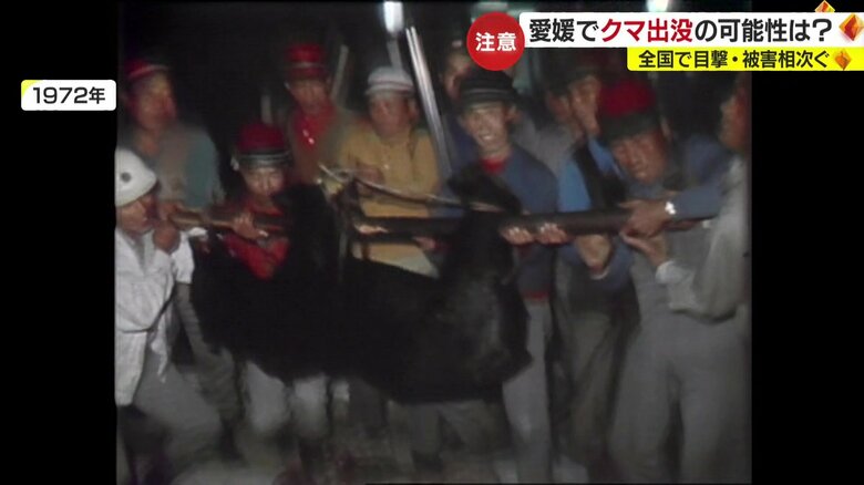 クマを捕獲した映像（1972年）