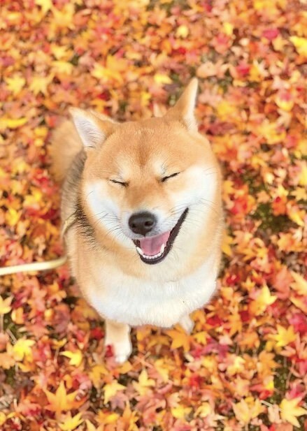 提供：shiba_mugi_さん