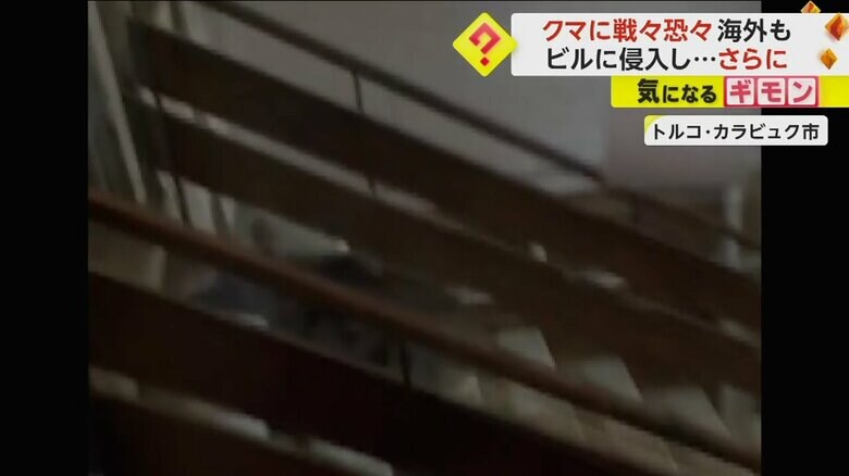 侵入したビルの階段を駆け上るクマ