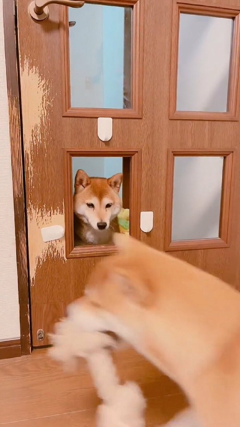 戸惑うムックくんの目の前を楽しそうなミントちゃんが通り過ぎる