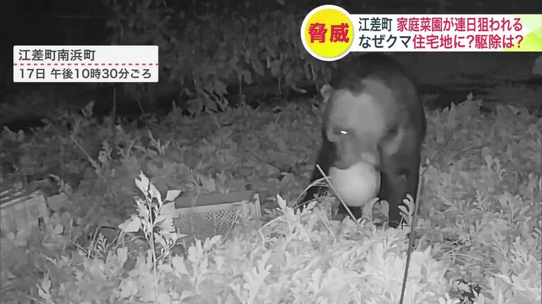 江差町南浜町で家庭菜園のスイカを食い荒らすクマ