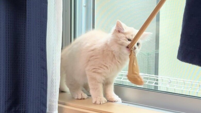 飼い主の衣類をくわえて…