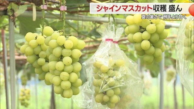 土屋農園では約20品種のブドウを栽培。市場に出回らない稀少な品種もあるので直売所へ