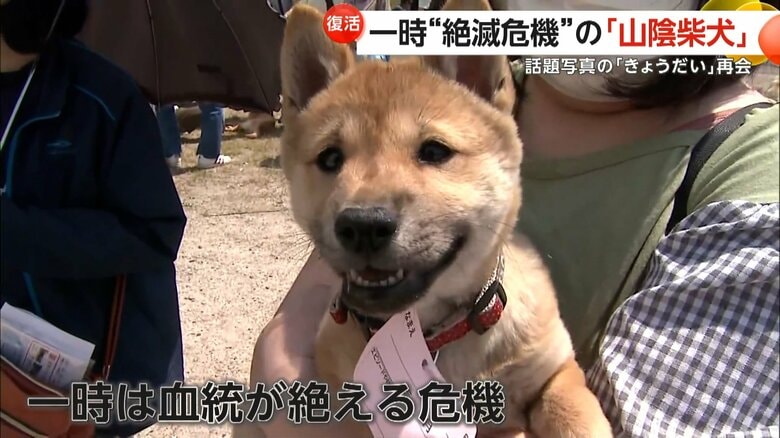 一時、血統が絶える危機にひんしていた「山陰柴犬」