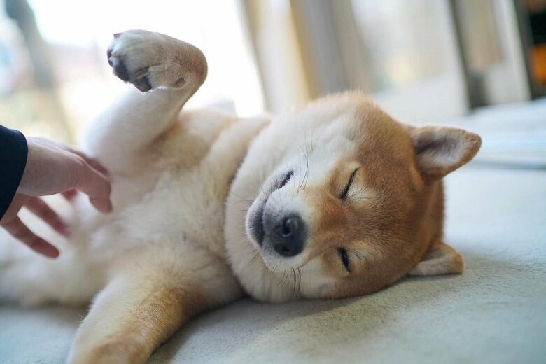 なでられ待ち中