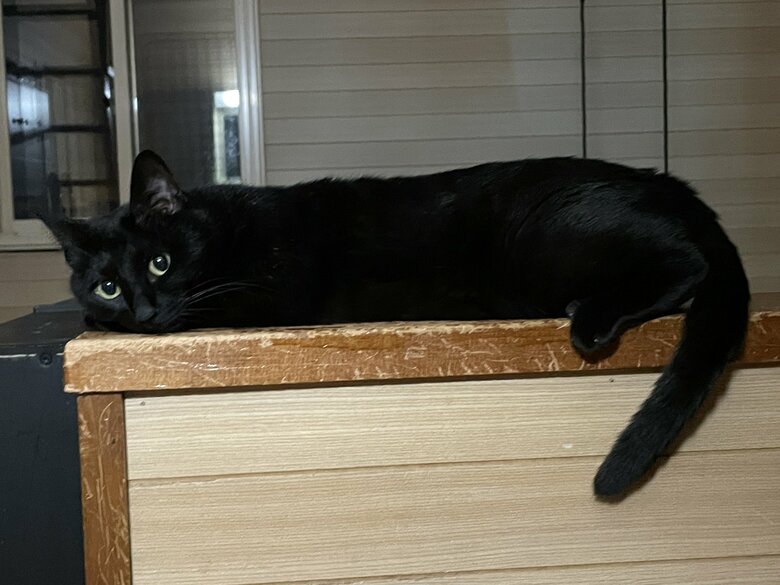 提供：マクーさん