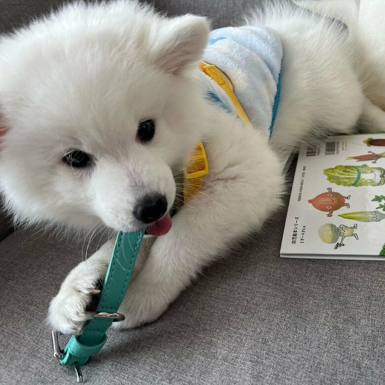 首輪をカミカミ