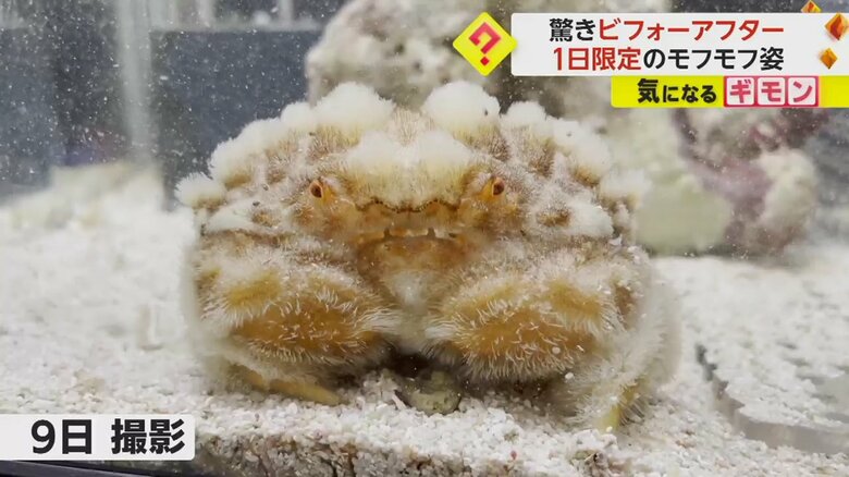 脱皮から9日が経過し、うっすら茶色くなったオオタマオウギガニ