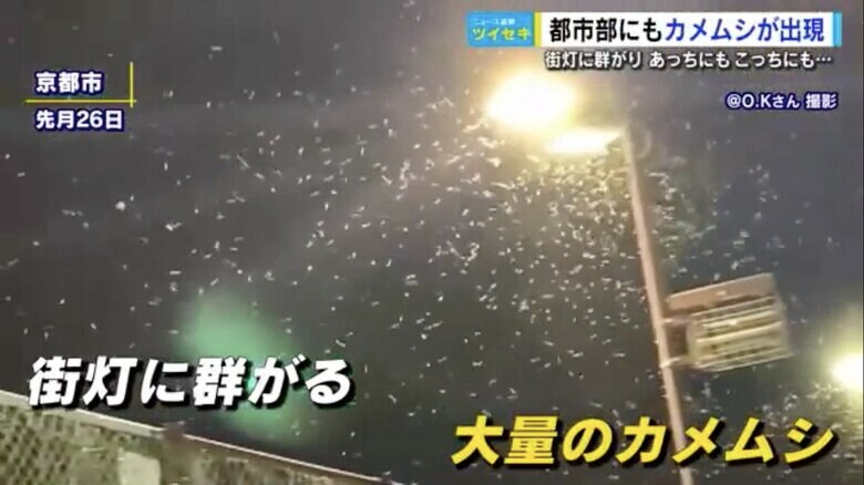 9月26日に京都市で撮影された大量のカメムシ