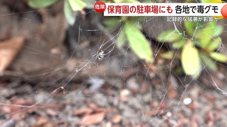 ビルの植え込みで発見されたセアカゴケグモ（東京・お台場）