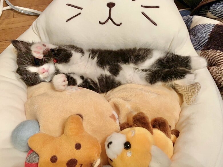 提供：もちぞう ですが。さん