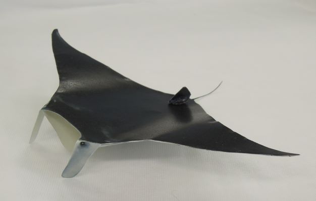 完成したナンヨウマンタ（提供：国立研究開発法人 水産研究・教育機構）