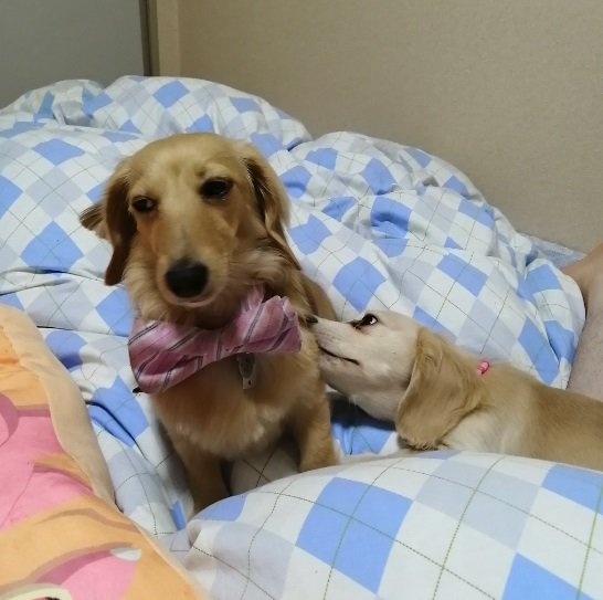 ちゃちゃちゃんにいたずらするシロモくん