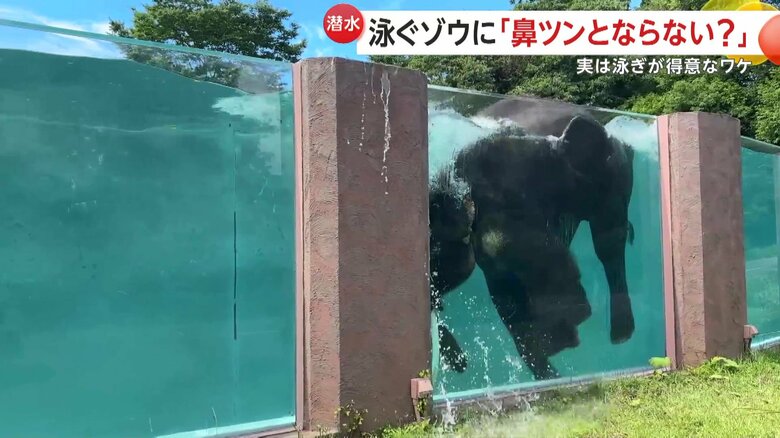深く勢いよく潜るゾウ（提供：富士サファリパーク）