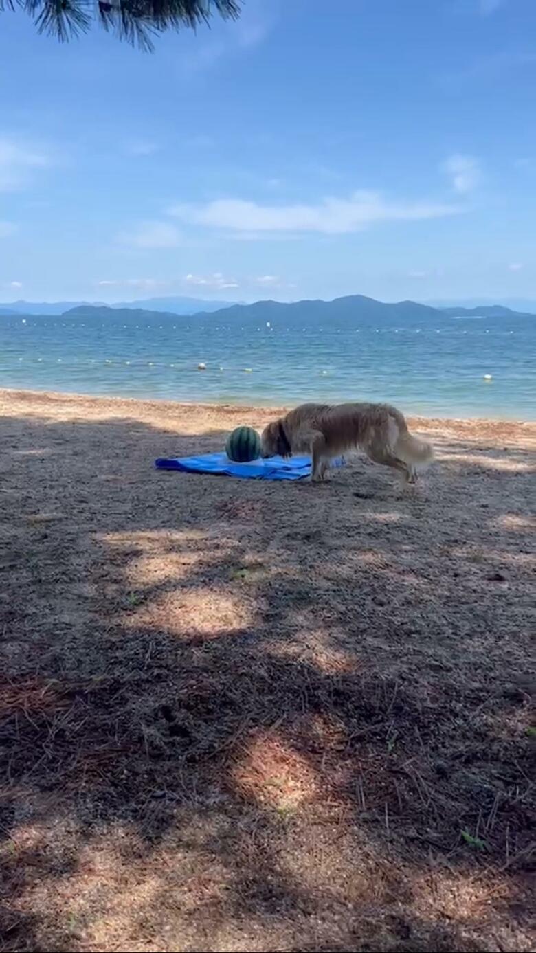 スイカにビビっちゃう（提供：エマさん）