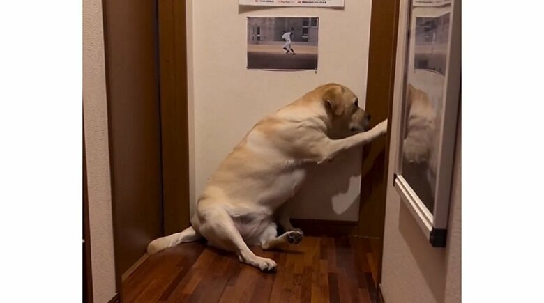 扉をノックする薫風ちゃん