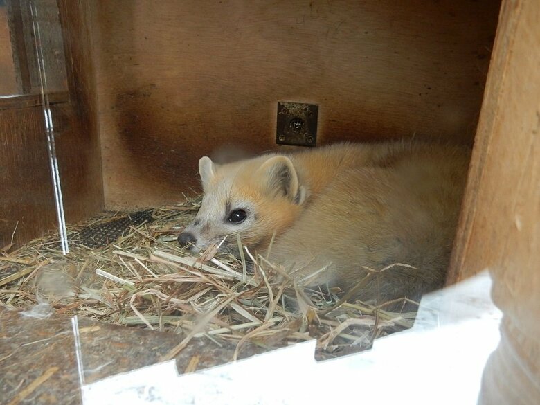 巣箱内で丸くなっている（提供：釧路市動物園）