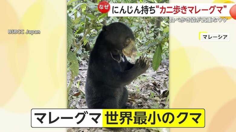 世界最小のクマとして知られるマレーグマ