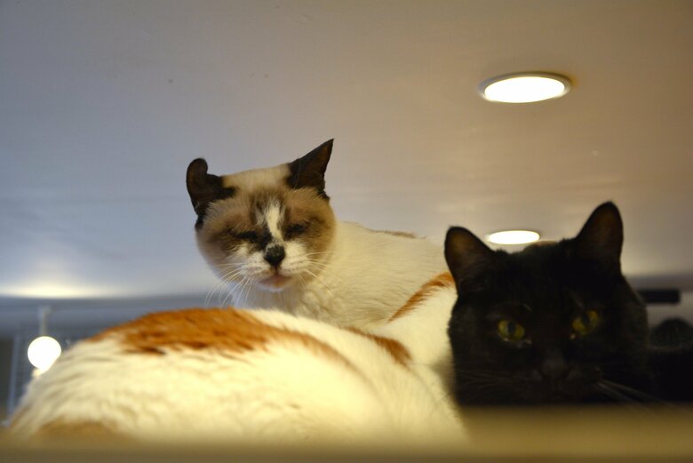 タワーの上で仲間とくっついていたオパール。やはり警戒している