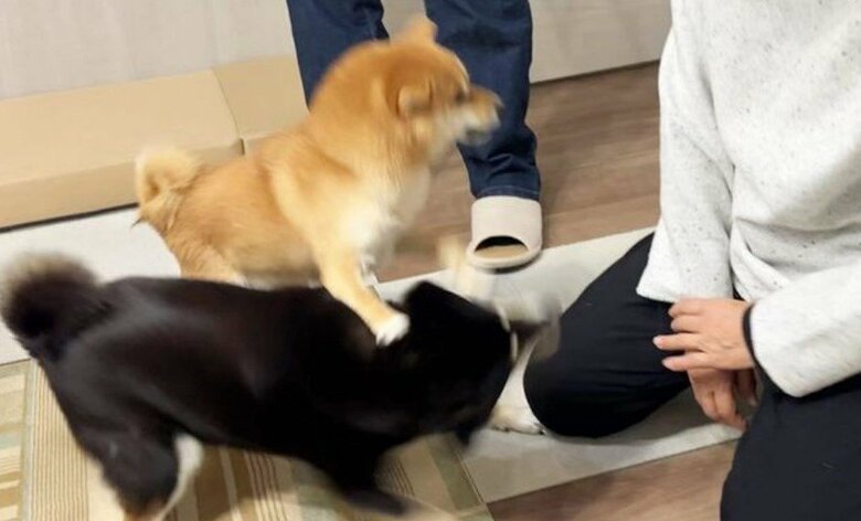 提供：豆柴あさのんさん