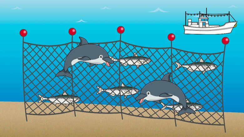 刺し網漁でかかった魚をイルカが食べてしまい…