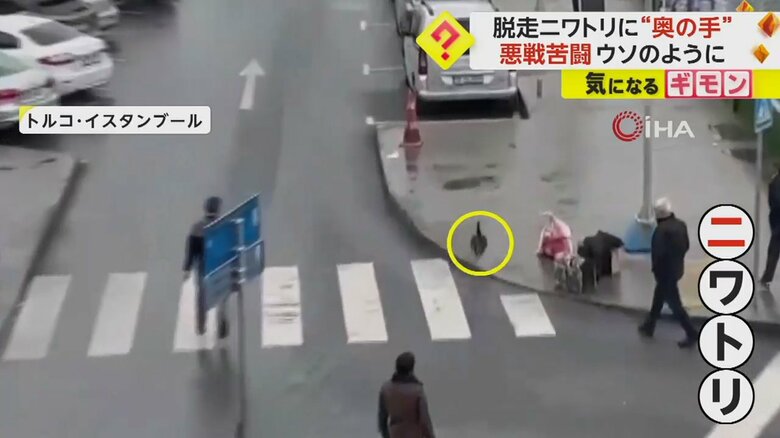 朝の通勤時間帯にバスを待つ飼い主から逃げ出したニワトリの様子③