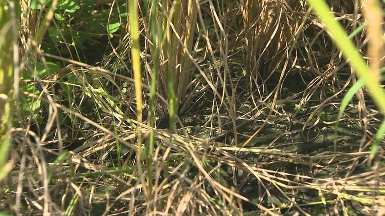 雨が降り土壌回復
