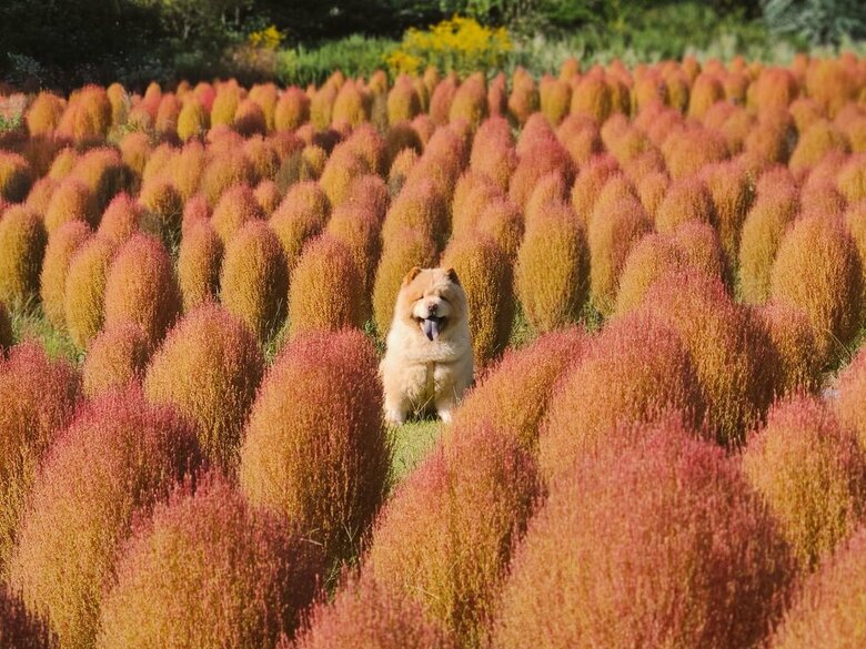 シルエットが似ている！