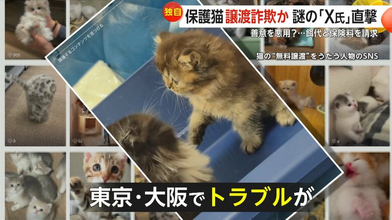 東京や大阪で起きているという、猫の譲渡を持ちかけて金を騙し取るトラブル