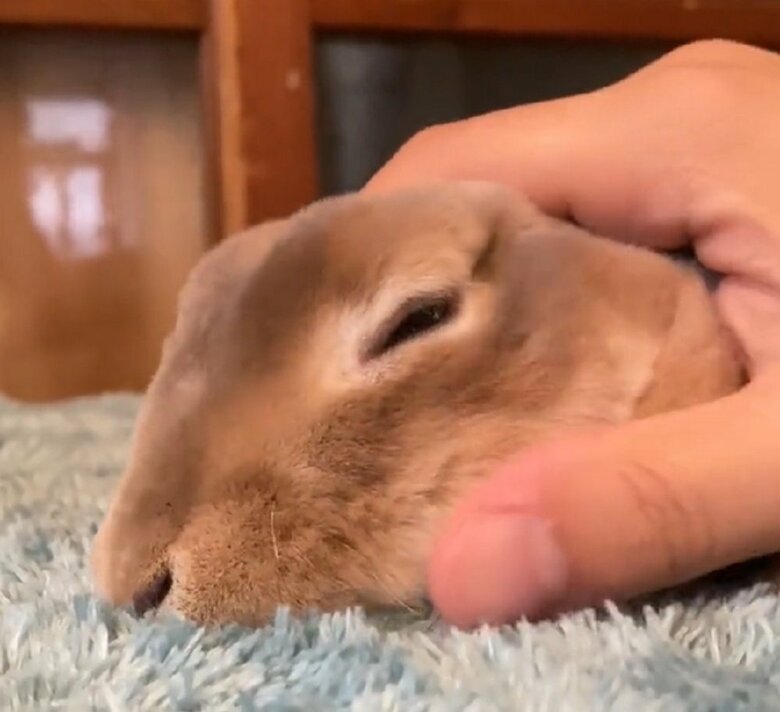 頭やお顔もなでなで