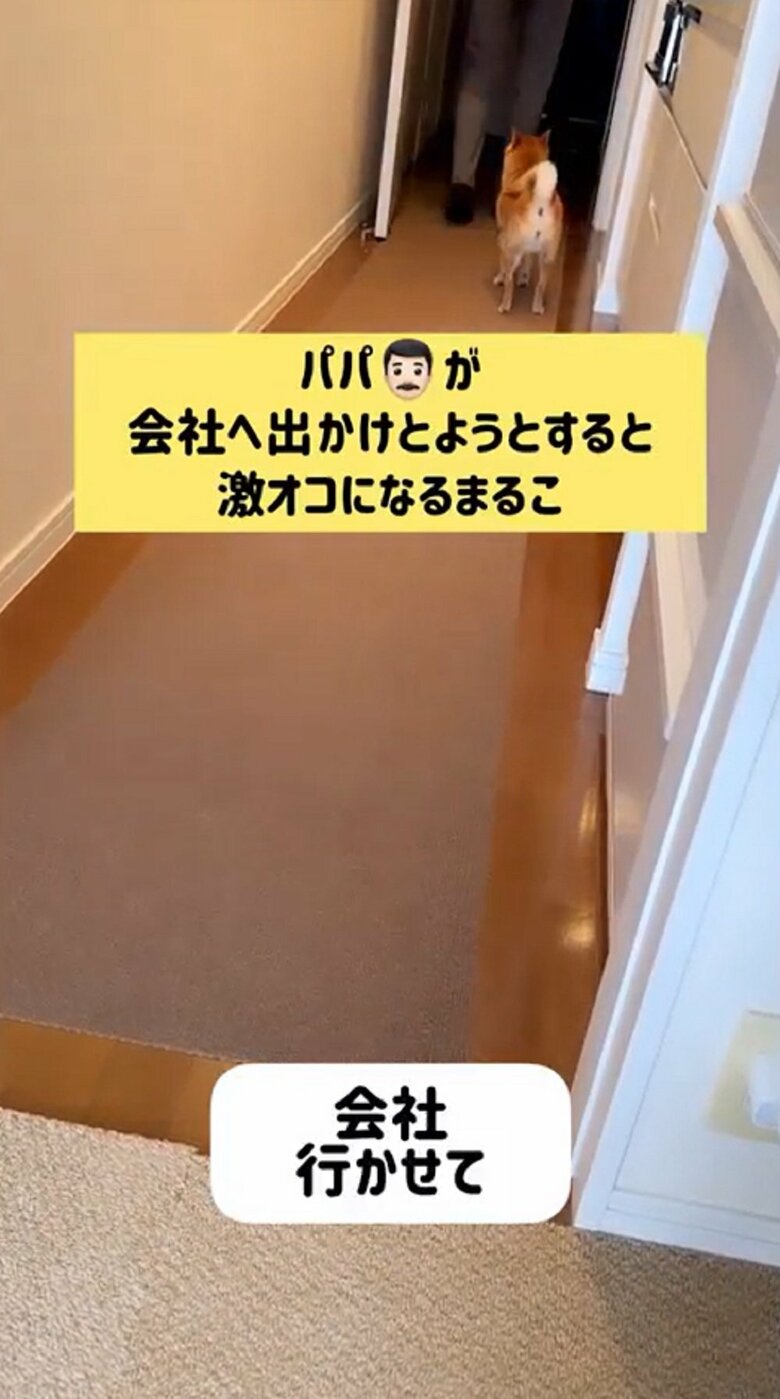 玄関近くになるとまるこちゃんは諦め、どこか悲しそうにパパさんを見送っていた