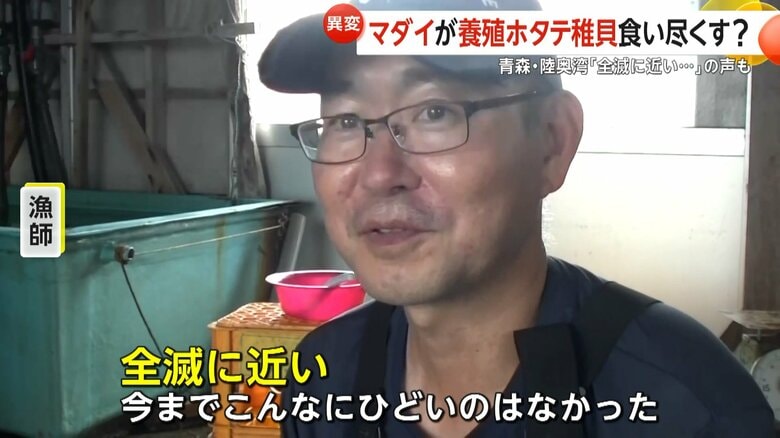 「全滅に近い」と話すホタテ養殖歴20年という男性漁師