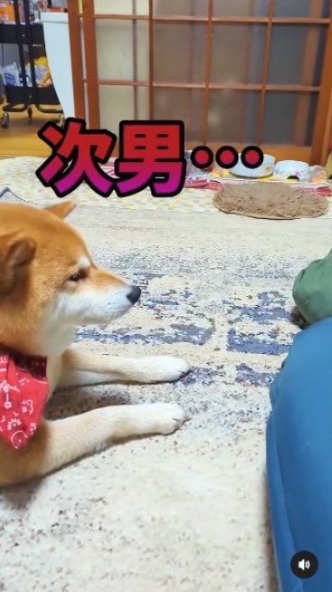 提供：柴犬スティーブch【コーギーと猫を添えて】さん