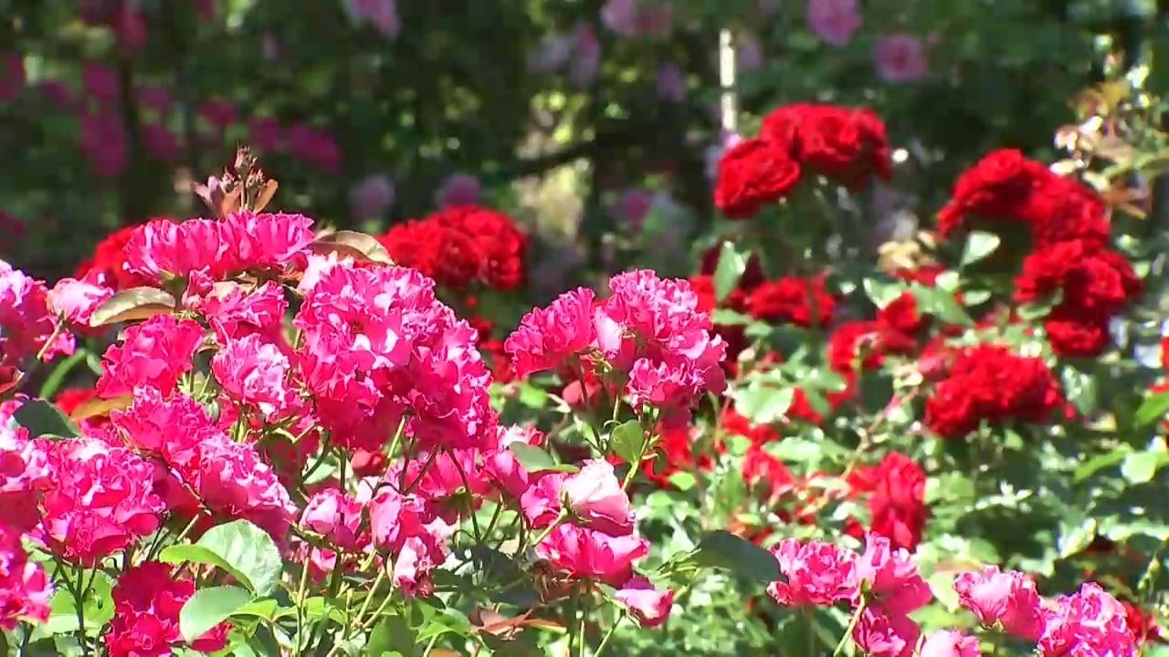 花巻温泉バラ園が見頃に 450種のバラが色鮮やかに咲き乱れる 岩手・花巻市