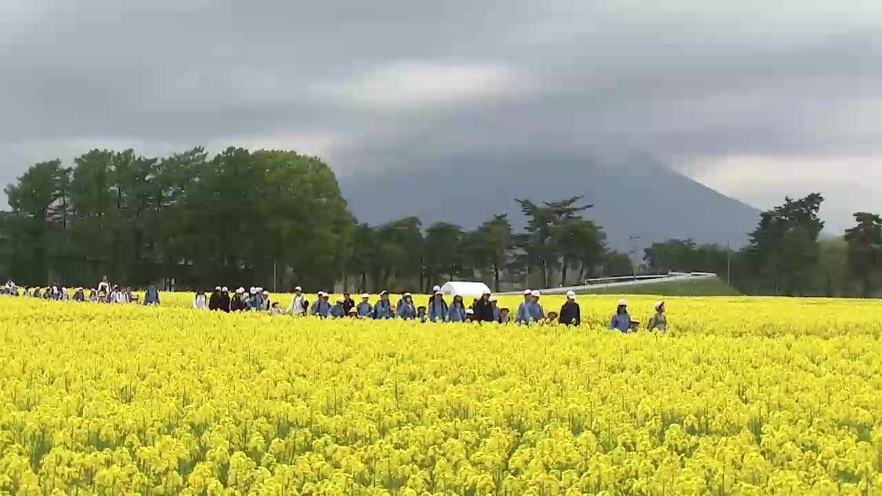 1000万本の菜の花が満開、一般公開へ　児童がピクニック　岩手県盛岡市