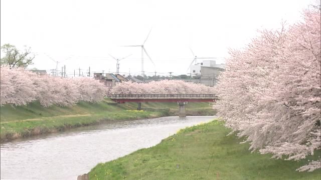 大雨被害乗り越え開花　新城川の桜並木が見頃　地域の人々の笑顔も満開　秋田市