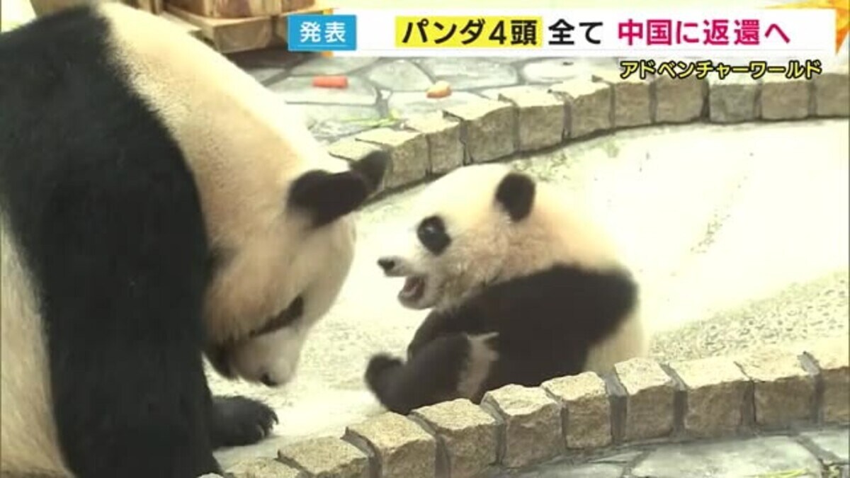 寂しいですね」30年のプロジェクト終え…和歌山 パンダ4頭