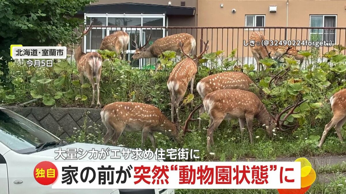独自】家の前が連日“動物園状態”！13頭のシカがエサ求め住宅街に…車と