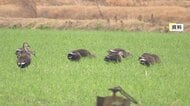 麦など農作物を食い荒らす“カモの食害”が深刻 ロケット花火など農家に配布し撃退へ “駆除せず共生”の模索続く