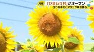 35万本が見頃に…津幡町・河北潟干拓地『ひまわり村』オープン 子供達が高さ2m近くに育った迷路に挑戦