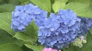 “アジサイ寺”長野県飯山市の高源院で約20種類・800株が見頃