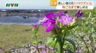  美しい夏の花「ハマナデシコ」咲く　長崎県五島市の海岸