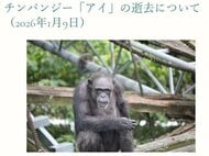 チンパンジーの「アイ」死ぬ　49歳　高齢などのため　研究パートナーとして貢献大　ヒトのこころの進化を考える基盤に　京大研究センター