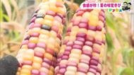 わずか数時間で完売！ゆでると“もっちもっち”の希少な「もちきび」が大人気【高知】